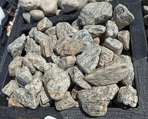 Tiger Gneiss Pebble - 6