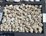 Galet de gneiss tigré - 1